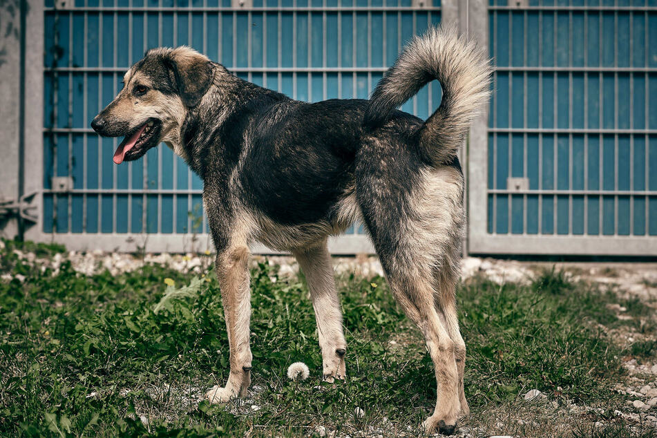 Schäferhund-Mix "Nino" sollte regelmäßig, aber moderat, spazieren gehen.