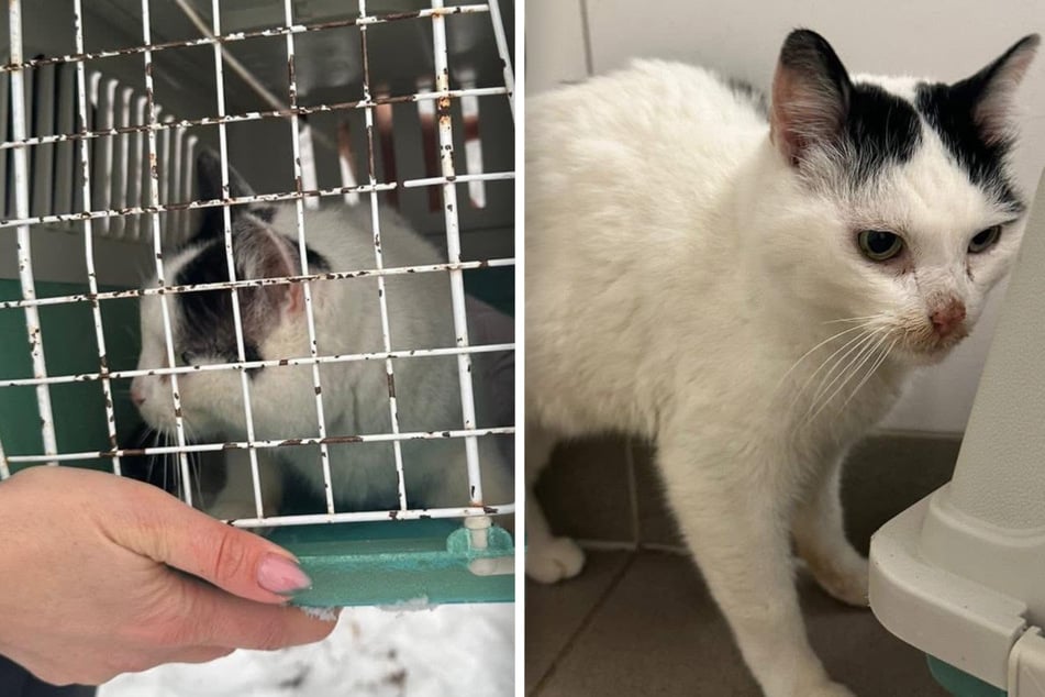 Elva konnte inzwischen medizinisch versorgt werden.