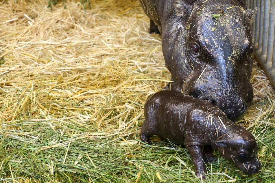 Das Hippo-Mädchen und seine Mutter verbringen ihre Zeit weiterhin in einem rückwärtigen Bereich des Flusspferdhauses.