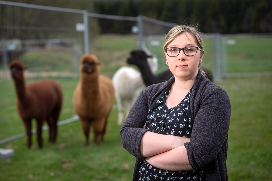 Jasmin Hänel (22) bringt ihre acht Alpakas wegen Wolfsriss-Gefahr abends von der umzäunten Wiese in den Stall.