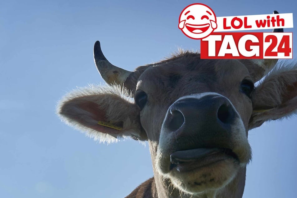 Joke of the Night for March 18, 2026: A cow-filled cackler!