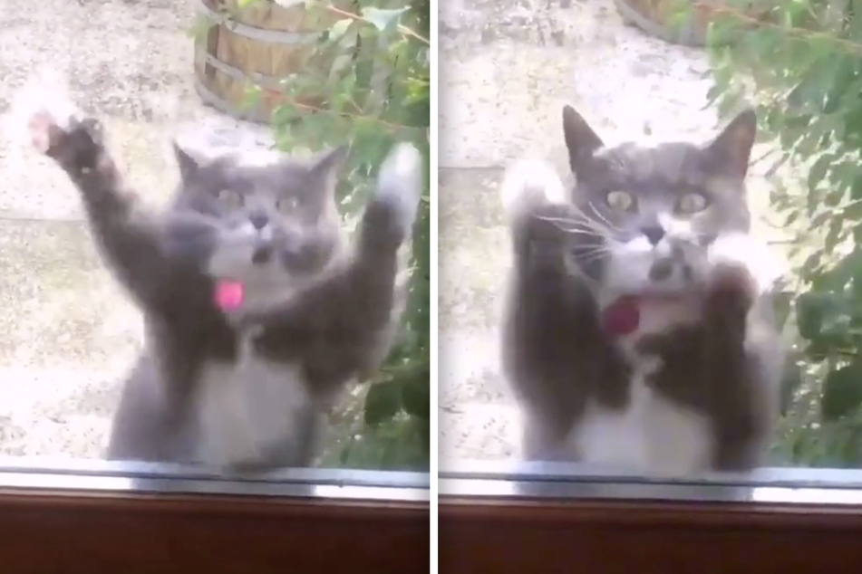 Cat dances To 90s EDM Hit And Becomes A Viral TikTok Sensation