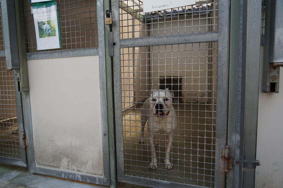 Der American Pitbull-Terrier-Bulldoggen-Mischling "Potter" lebt seit März 2025 im Hamburger Tierheim. Aufgrund der sogenannten "Rasseliste" darf er nur außerhalb Hamburgs vermittelt werden.