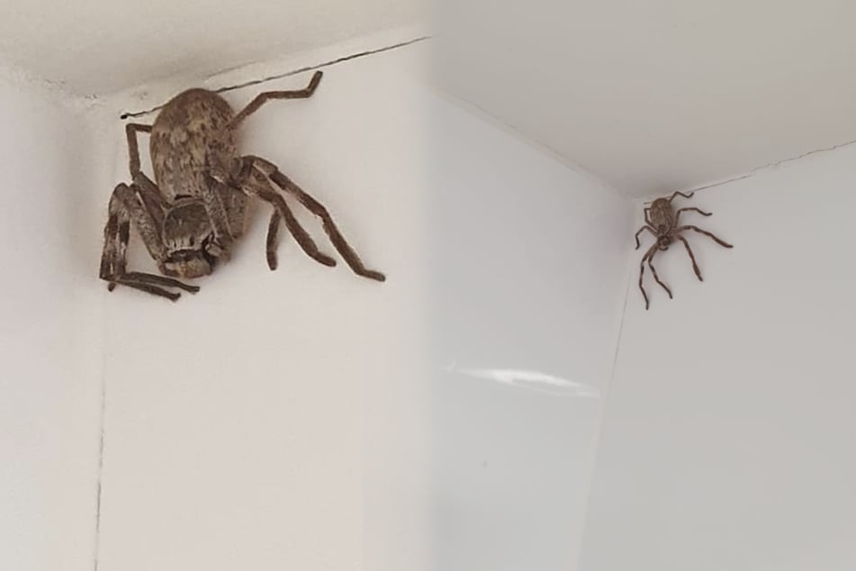 This Huntsman had made itself comfortable in the woman's bathroom (collage).