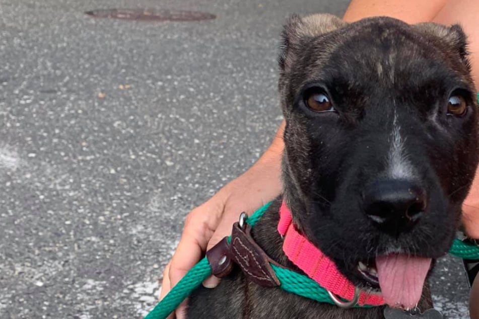 Puppy was almost euthanized for a senseless reason until an organization stepped in