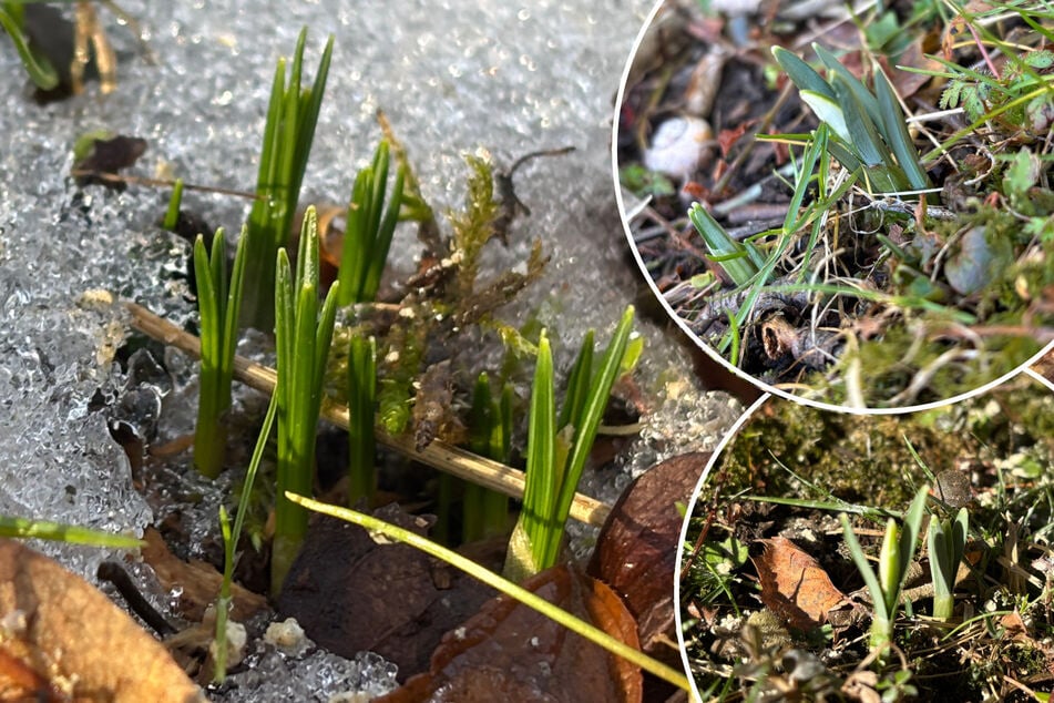 Chemnitz: War's das mit dem Winter? Hier stehen die ersten Frühblüher in den Startlöchern