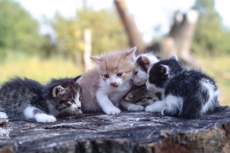 So süß eine Schar Katzenbabys auch ist, viele von ihnen landen auf der Straße und quälen sich durchs Leben. (Symbolbild)