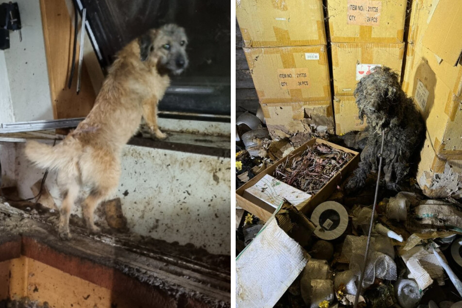 Schock-Bilder aus Köln: Tierrettung findet 17 verwahrloste Hunde in "knöcheltiefen Fäkalien"