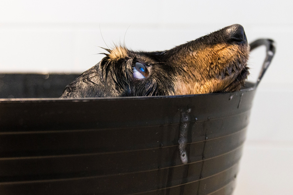 Dogs need to be bathed regularly, and kept as clean as possible, to prevent disease and illness.