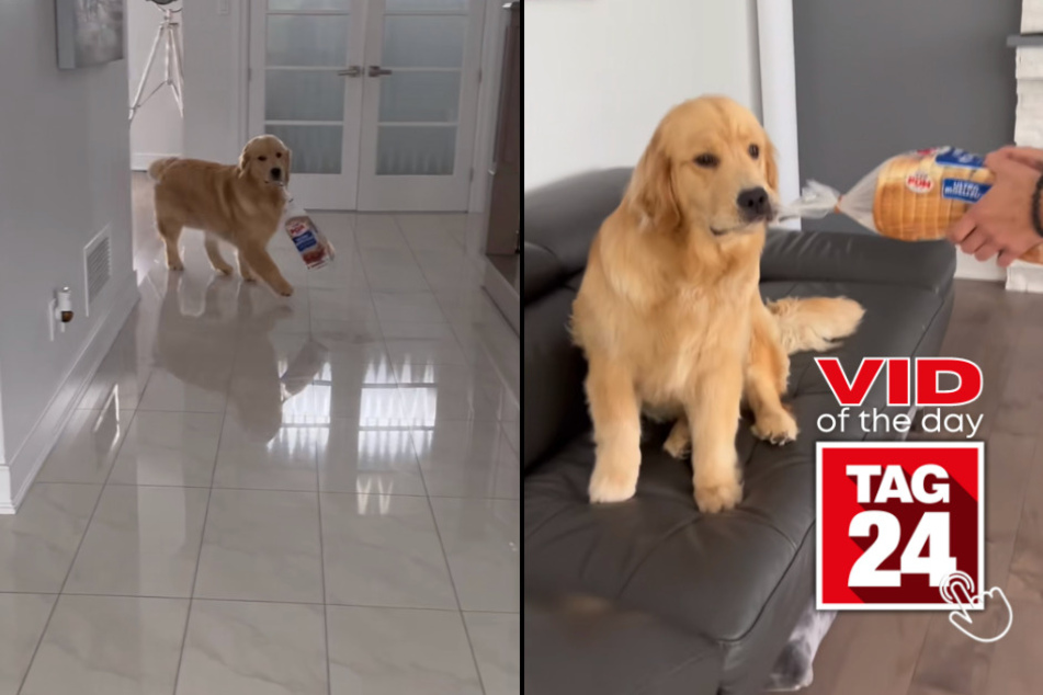 viral videos: Viral Video of the Day for July 6, 2023: Golden retriever is a real breadwinner!