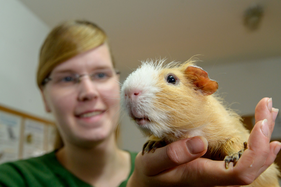 Tierpflegerin Vanessa Haasper (26) kümmert sich liebevoll um die Nager.