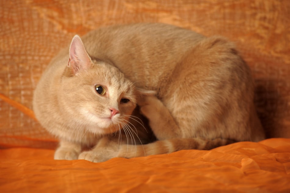 Bei Katzen deutet ständiges Zucken und Kratzen an einer bestimmten Körperstelle auf einen Parasitenbefall hin.