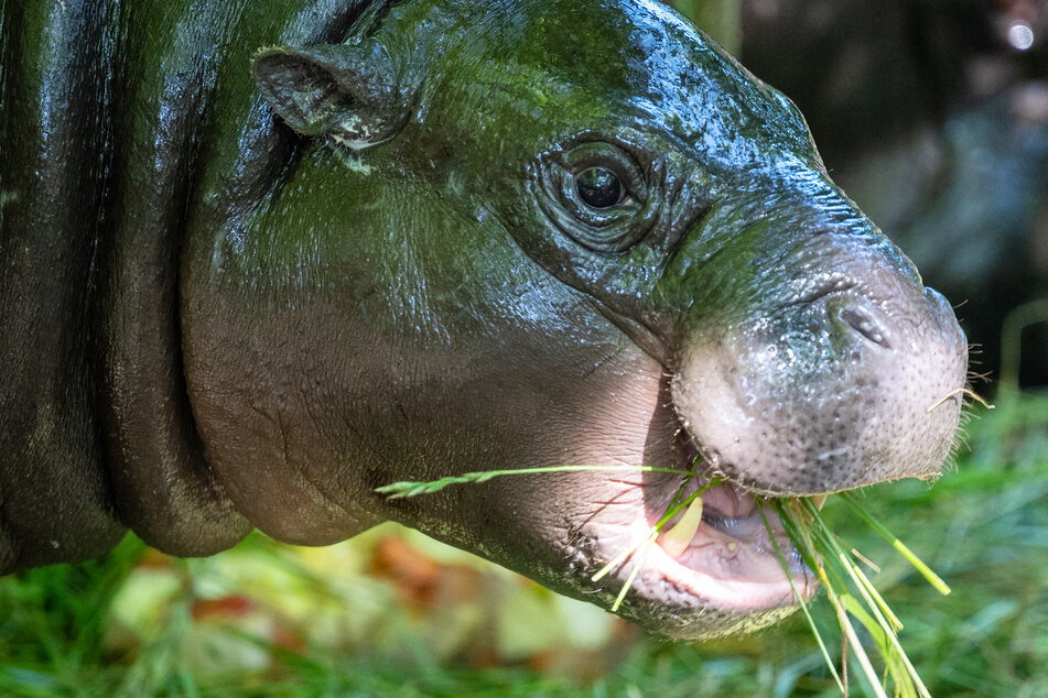 Mini-Hippo Toni verlässt Berliner Zoo: Datum für Abschied steht fest