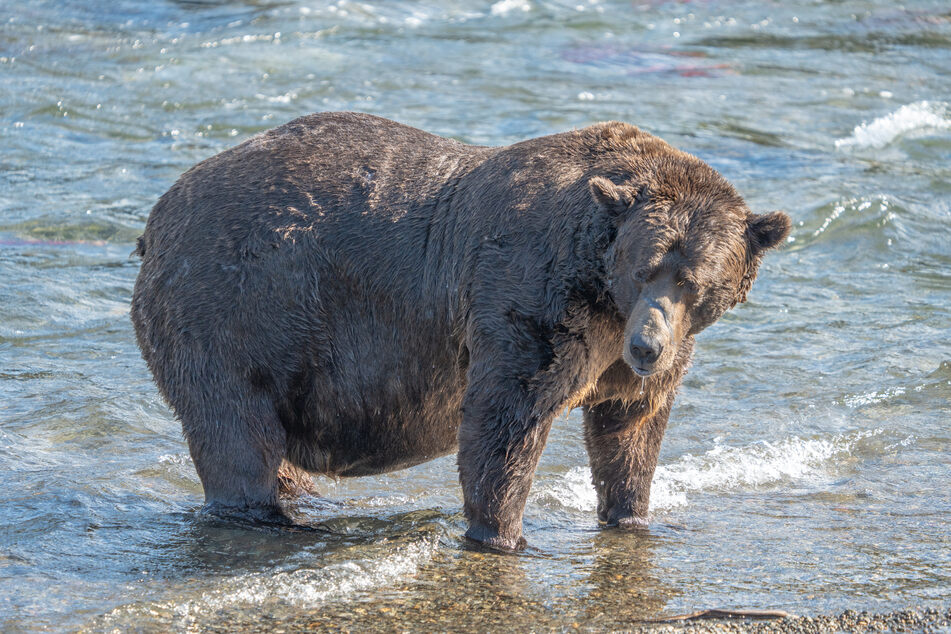 This rotund runner-up, 32 Chunk, came up short this Fat Bear Week.