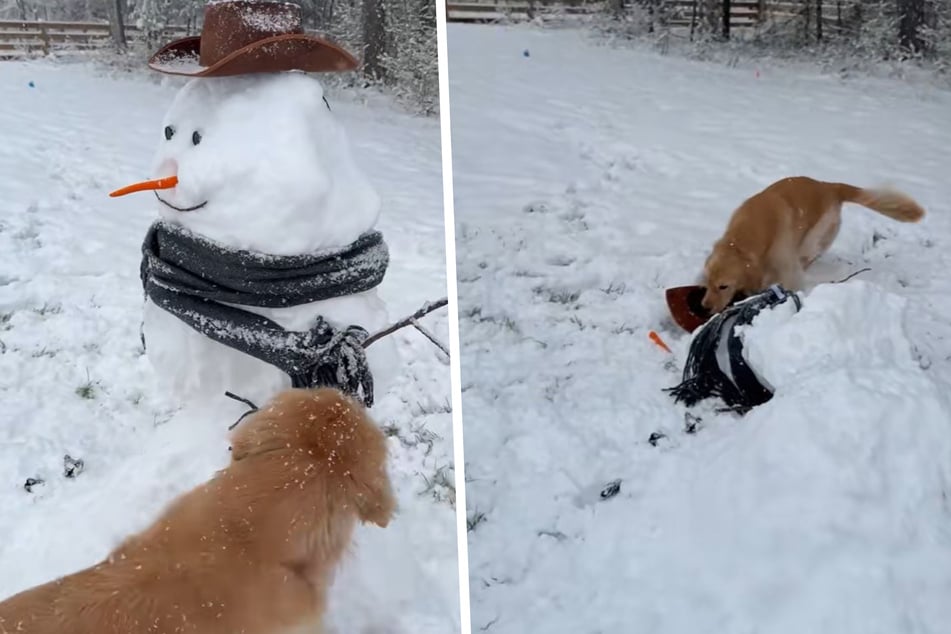 Am Ende liegt der arme Schneemann am Boden. Pearl schnappt sich sogar seine Nase!