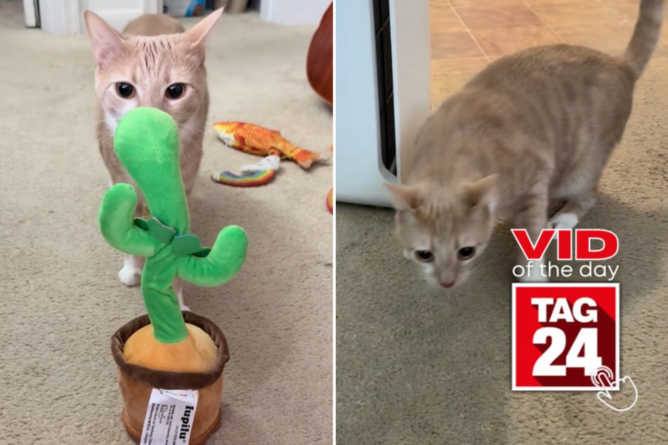 viral videos: Viral Video of the Day for December 17, 2025: Cat gets shock of his life from talking cactus toy!