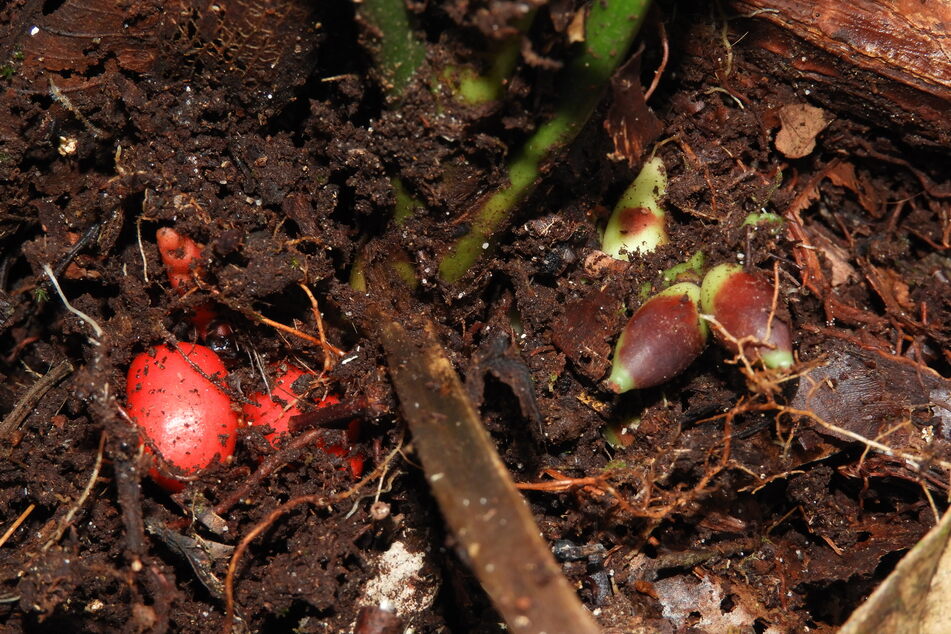 Blick unter die Erde: die reifen Früchte von "Pinanga subterranea" sind rot gefärbt, die unreifen Früchte sind an ihrer grünen Färbung zu erkennen.