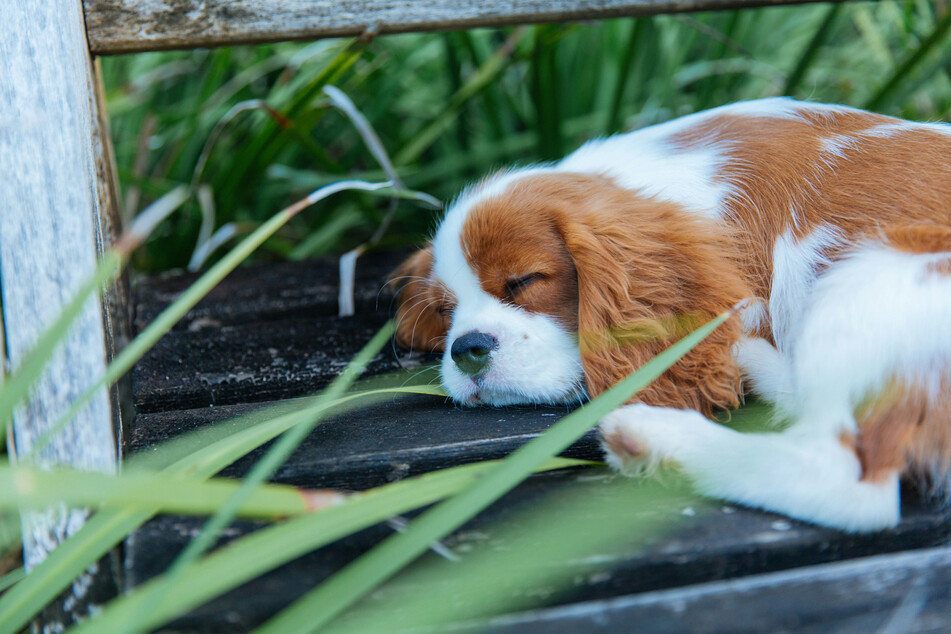 There are few creatures in this world more lazy than a well-fed Cavalier King Charles spaniel.