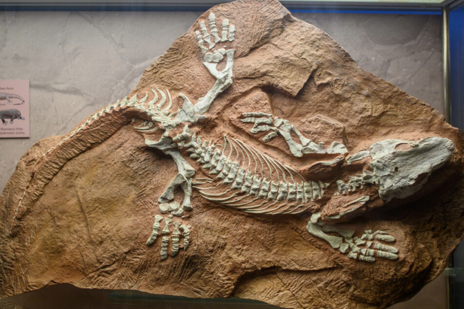 Dino-Fans aufgepasst! Naturkundemuseum Magdeburg zeigt Spurenfunde von Ursauriern