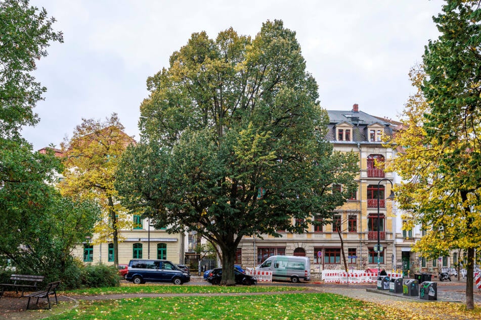 Die Bäume im Stadtbild gehören zu 139 verschiedenen Arten. Hier zu sehen: eine prachtvolle Silber-Linde.