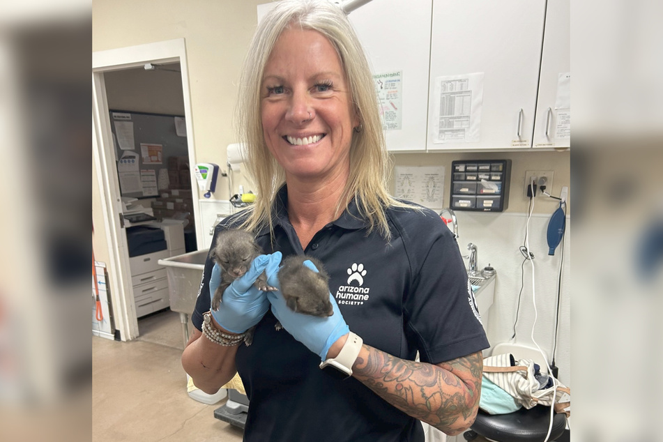 Jennifer Armbruster von der Tierschutzorganisation "Arizona Humane Society" kümmerte sich liebevoll um die süßen Graufüchse.