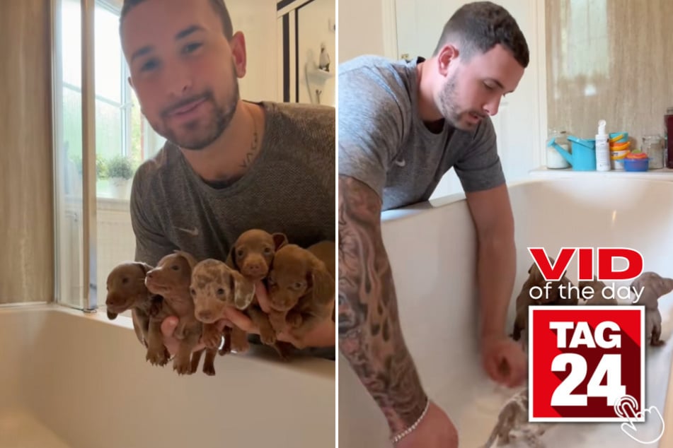 These adorable dachshund puppies got to experience their first bath time together!