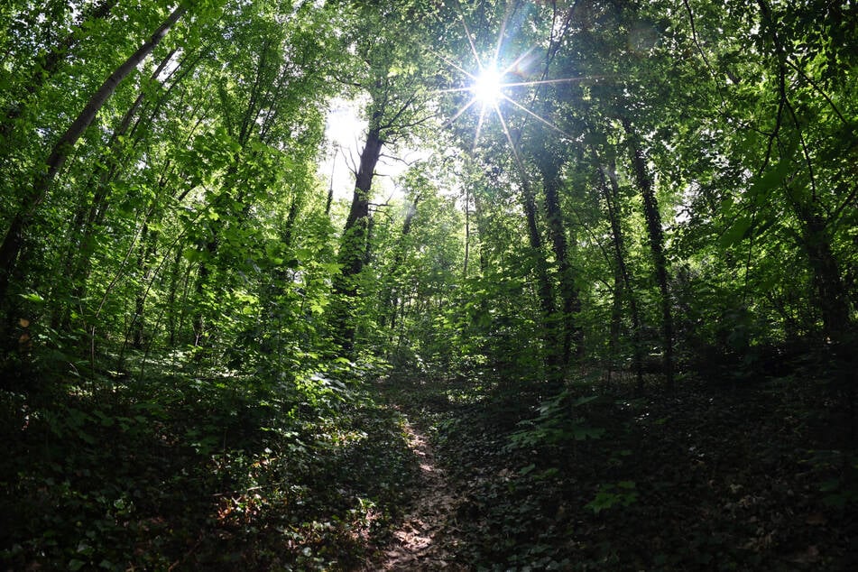 Die Französin (†55) wurde in der Nähe des Friedrich-Bouché-Weges im Dickicht von einer Buche erschlagen.