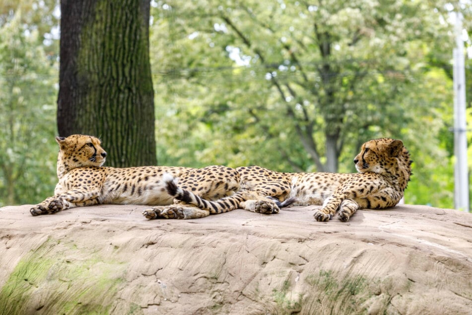 Die Geparden genießen ein Sonnenbad. An ihrem Gehege findet am heutigen Sonntag um 13.45 Uhr ein Treff mit Tierpflegern statt.