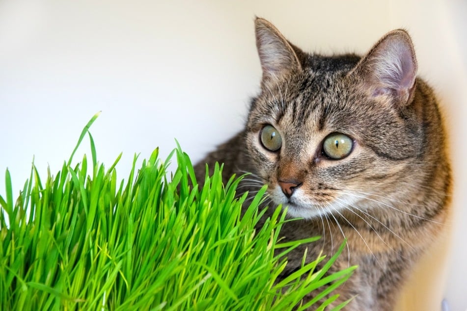 Es ist völlig normal, dass eine Katze kotzt, wenn sie Katzengras gefressen hat.