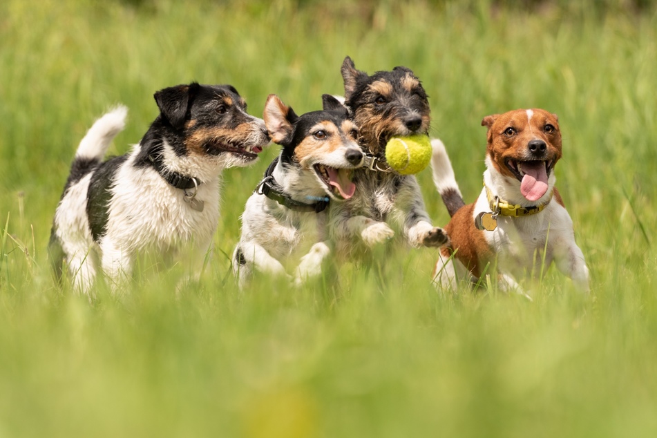 Über Dogorama lassen sich unter anderem Hundewiesen finden oder Treffen mit anderen Hundebesitzern vereinbaren.