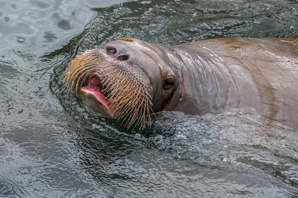 The young walrus was in good condition when examined in Wales (stock image).