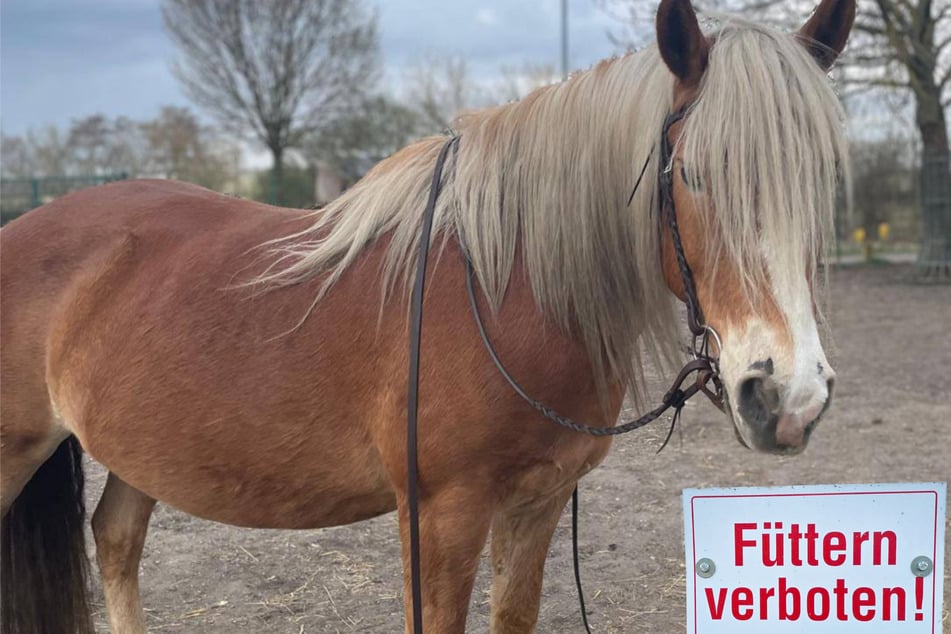 Qualvoller Todeskampf: Wegen rücksichtsloser Besucher musste Pferd Ben sterben