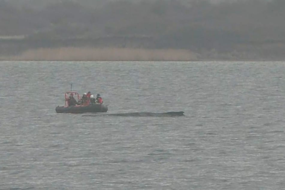 Ein Team aus Wissenschaftlern näherte sich am Sonntagmorgen mit einem Schlauchboot dem Wal.