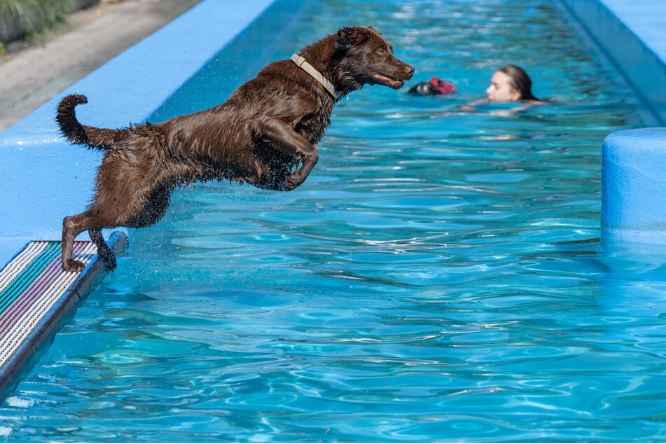 Nach dem Ende der regulären Freibadsaison organisiert die Wasserwacht Augsburg-West zum achten Mal den Hundebadetag.