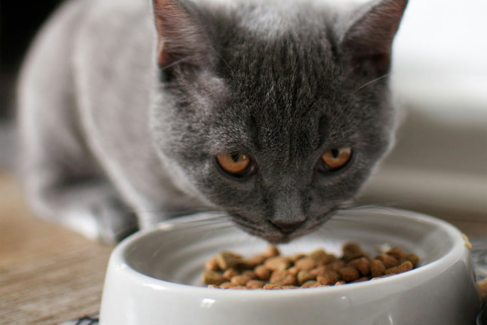 Having food for your cat is an obvious necessity, but easily missed in the excitement.