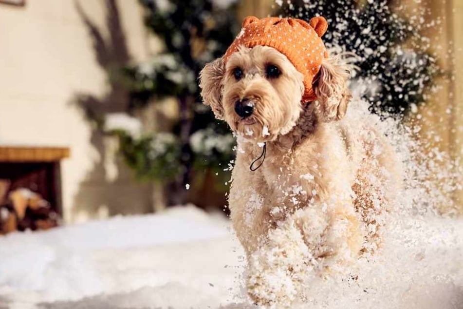 Make winter paw-some with these Chewy finds on Wednesday, January 14