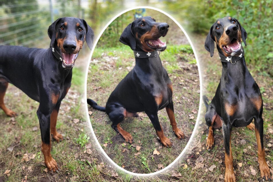 Prachtkerl "Zeus" hofft auf ein neues Zuhause in einer ländlichen Gegend.