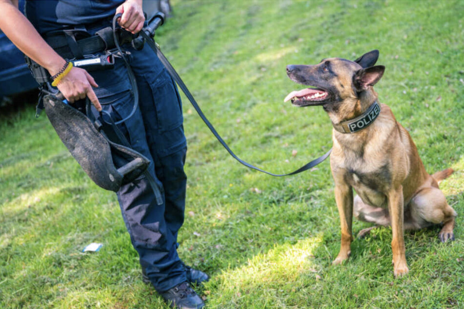 Polizeihunde übernehmen immer mehr Aufgaben im Dienst. Besonders beliebt ist die Rasse der Belgischen Schäferhunde.