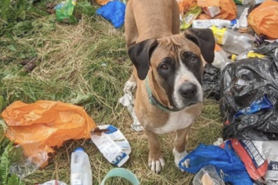 Herrchen lässt Hund im Müll zurück: Happy End für traurigen Boxer