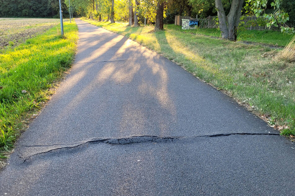 Baumwurzeln sorgen für Schäden auf dem Weg.