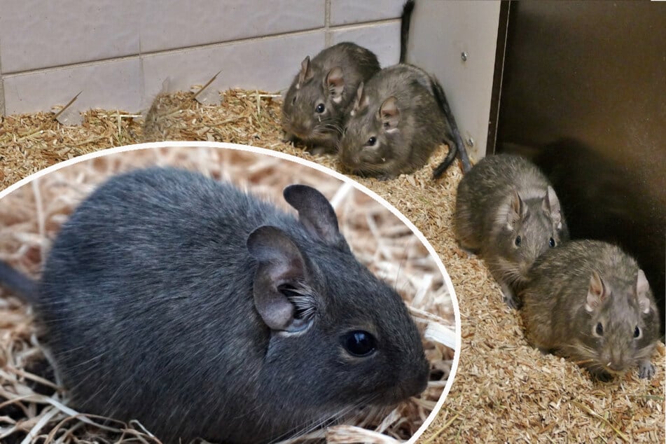 Die vier possierlichen Degu-Weibchen möchten auch in Zukunft zusammen bleiben.