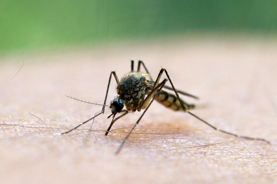 Feuchte Ländereien können für Stechmücken förderlich sein.