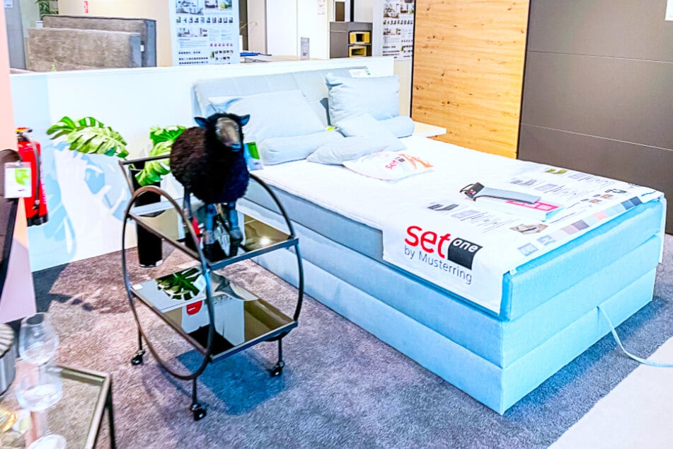 Bei porta Wallenhorst gibt's am Samstag (5.8.) hohe Rabatte, u.a. Boxspringbetten, Regale und Teppiche.