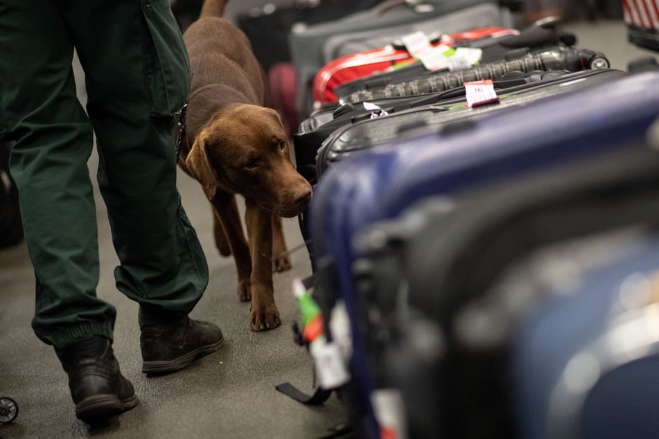 Auch mit Drogenspürhunden geht der Zoll gegen Schmuggler vor. (Archivbild)