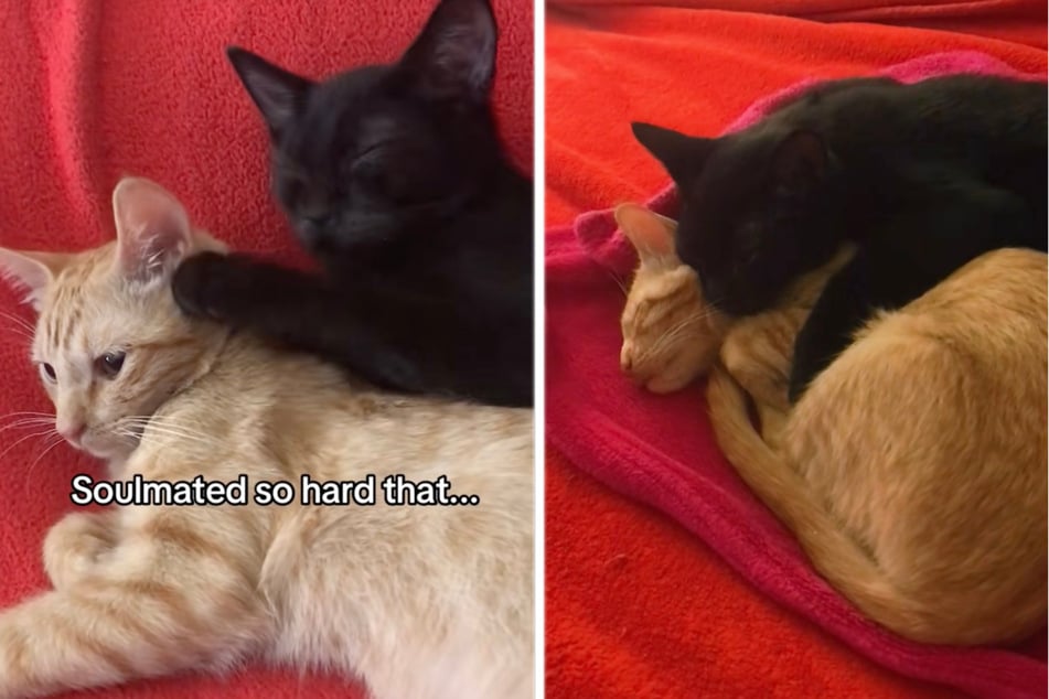 Cœur déchirant : comment le chat réagit après la mort de son petit frère ou sa petite sœur, ça touche en plein cœur