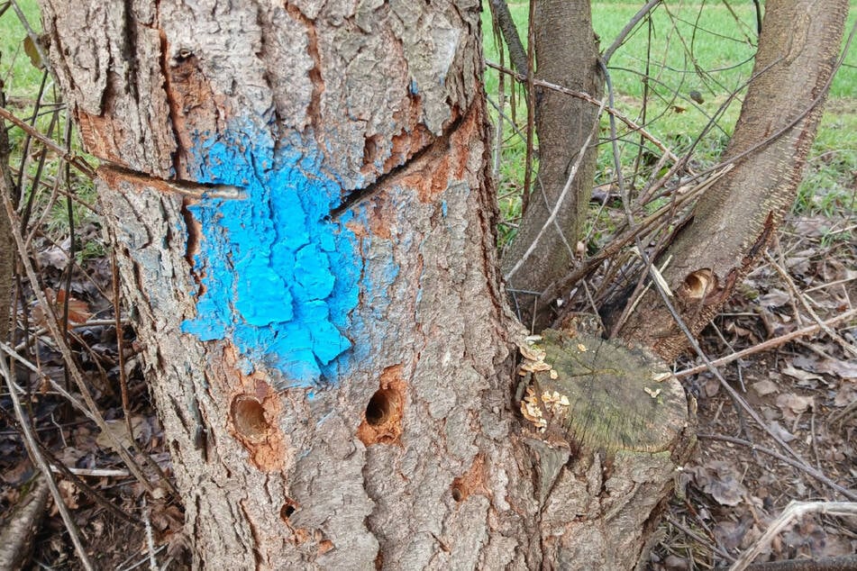 Durchlöchert und angesägt: So hinterließen Unbekannte mehrere Bäume im osthessischen Kirchheim (Landkreis Hersfeld-Rotenburg).