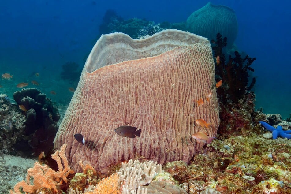 Das hier ist ein Exemplar der Riesenschwämme verankert am Meeresgrund.