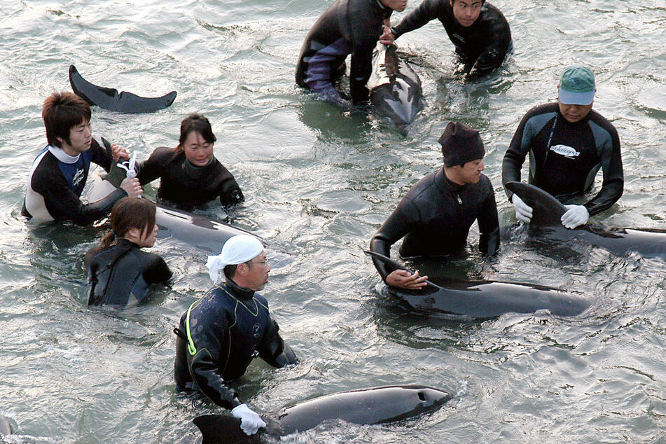 Delfin-Trainer selektieren in der Walfang-Stadt Taiji die Delfine, die bei der Treibjagd gefangen wurden, für Aquarien.