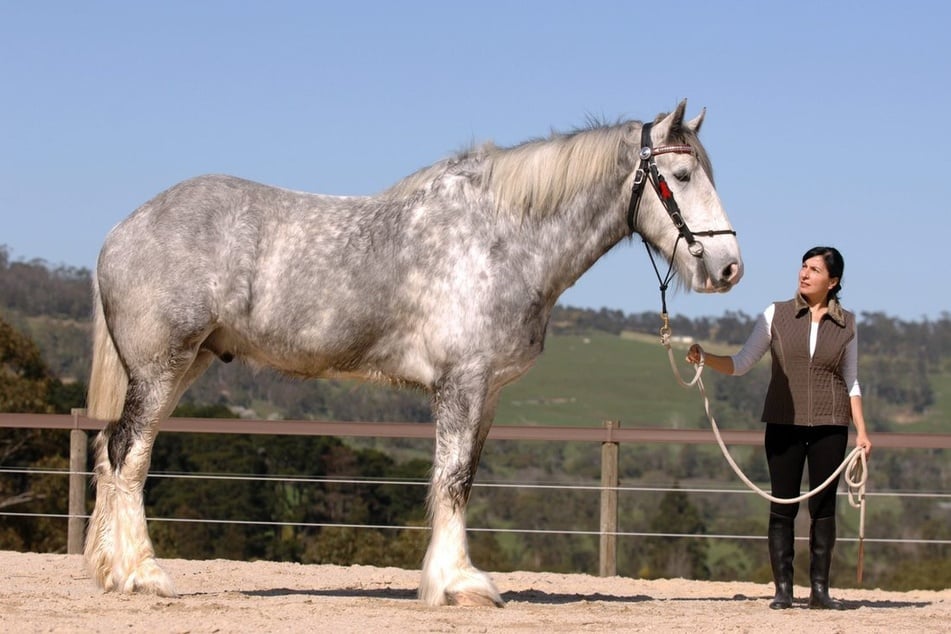 Der Shire-Hengst "Noddy" gilt als größtes Pferd der Welt.