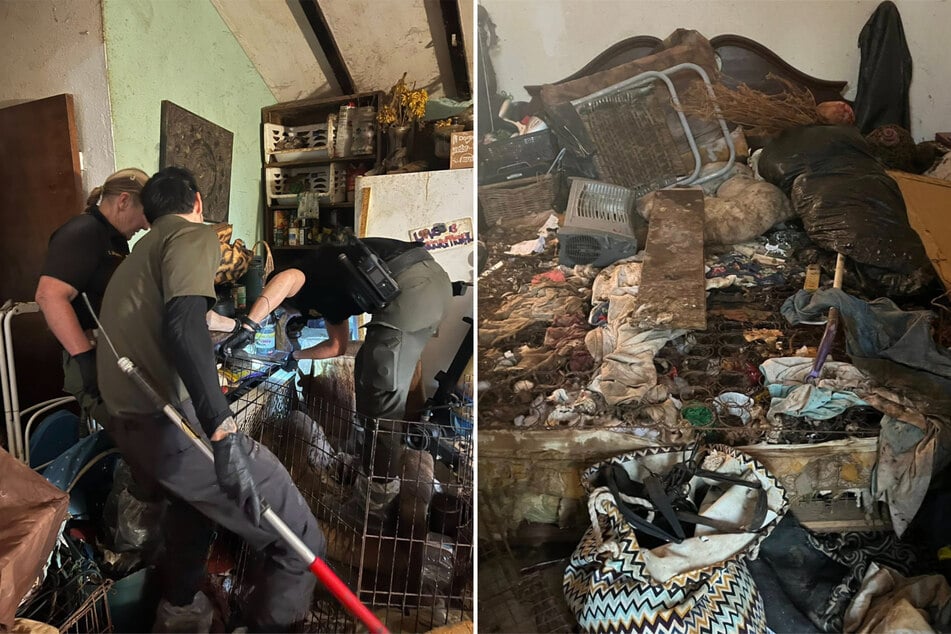 Mit einem sogenannten "Tiergreifer" konnten die Hunde und Katzen gefangen werden.